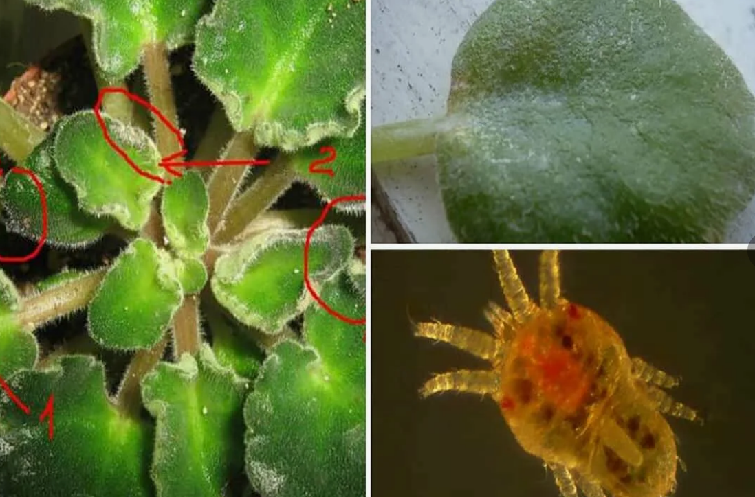 Фото с интернета