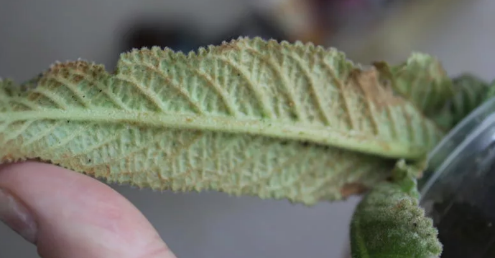 Фото с интернета