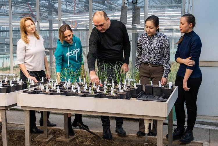    Технологиями ускоренной селекции пшеницы и гороха эксперты НЦЗ имени Лукьяненко поделились с преподавателями БашГАУ