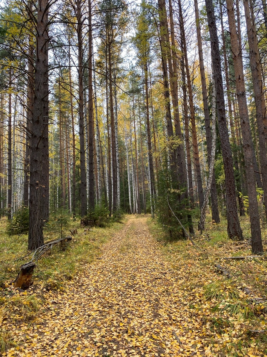 Лес тут удивительный!