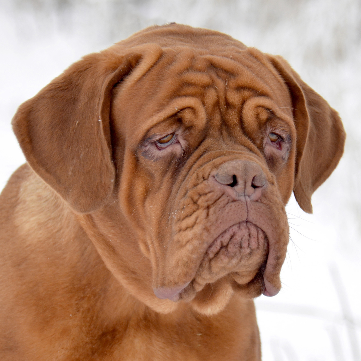Бордосский дог. Фото из личного архива