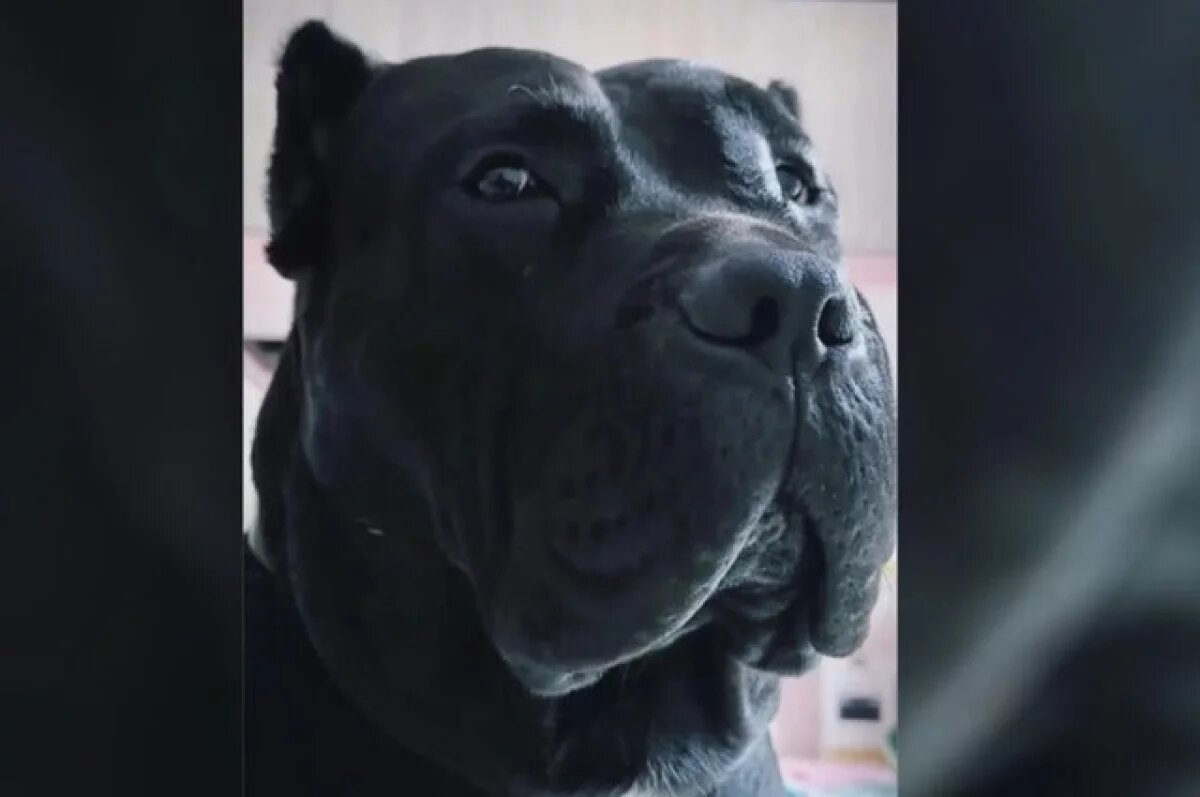    Собака футболиста «ПСЖ» Эрнандеса помешала грабителям проникнуть в его дом