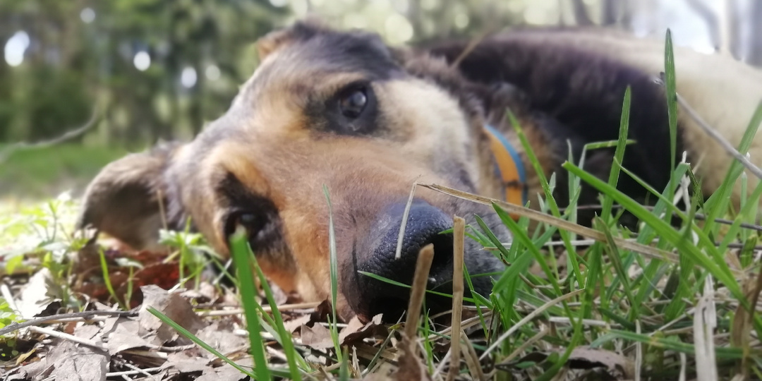 История Мухтара: путь одиночества и непоколебимой воли