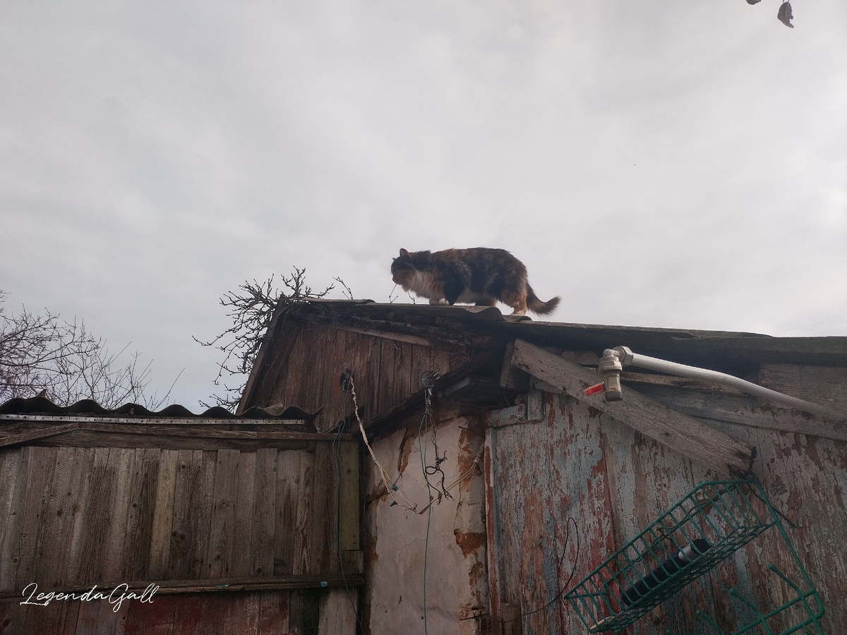 Муху по крышам гоняли