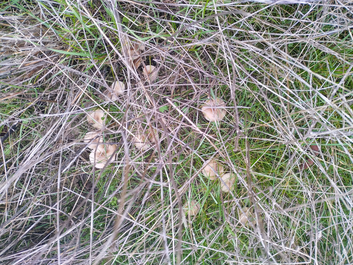 Нашла какие-то поганки только