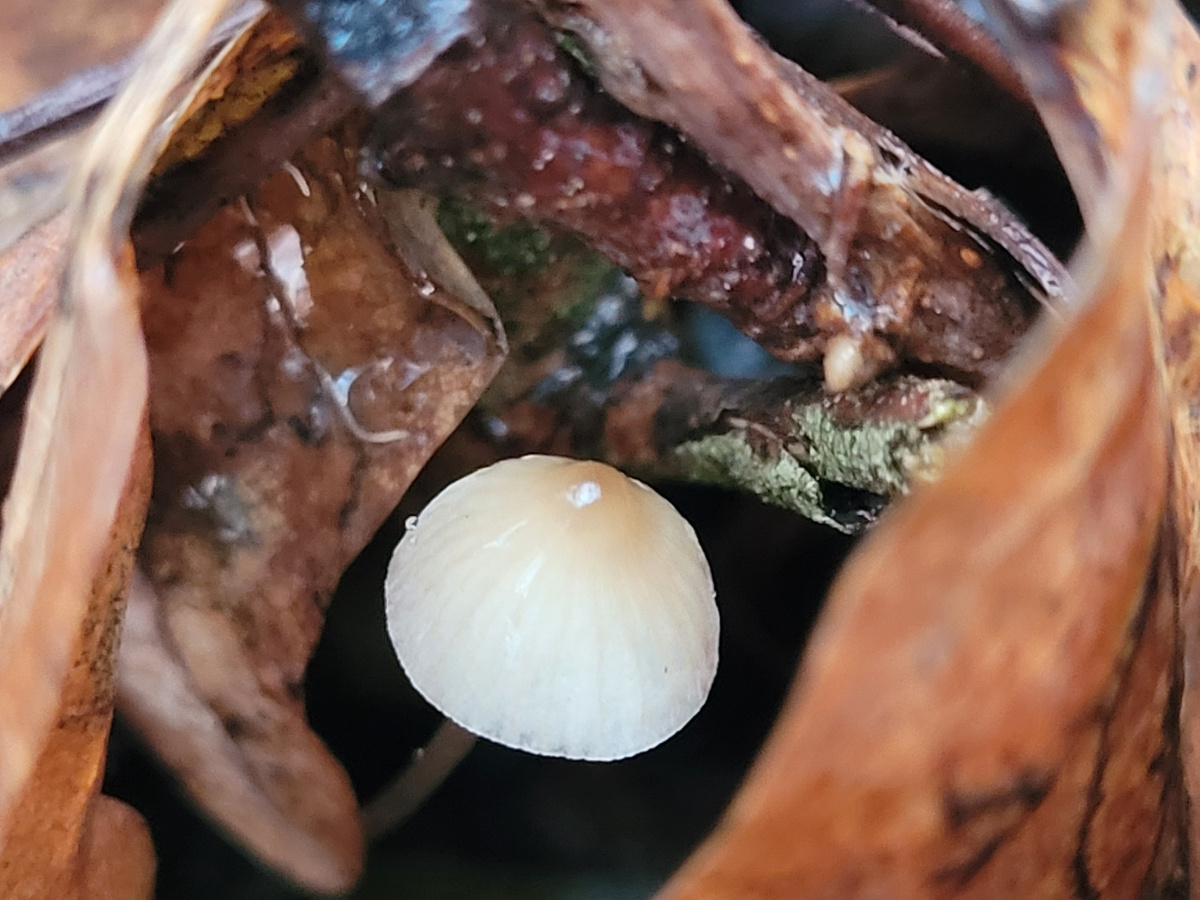 Вчера по лесу прогулялась. И ничего такого я не пропагандирую)) 