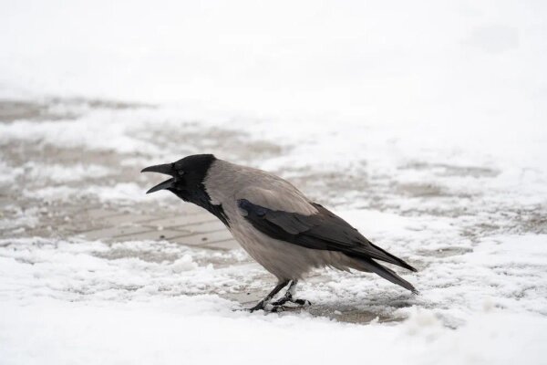 Shutterstock / FOTODOM / Katilda