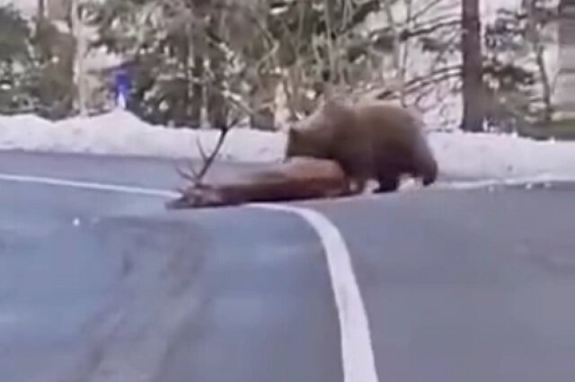    Фото: Telegram-канал «Онежские шхеры»./ скриншот видео