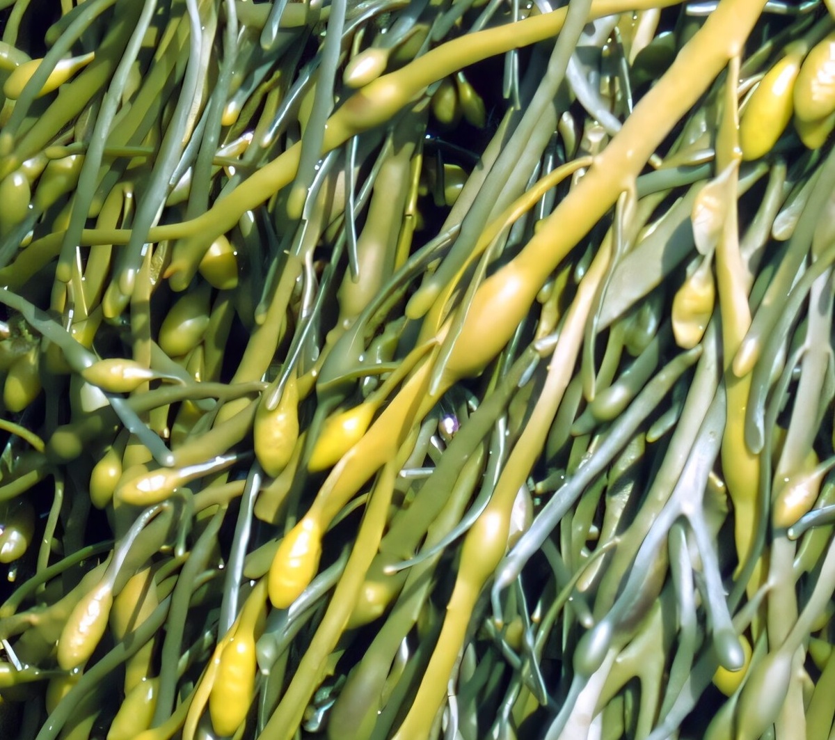 На фотографии запечатлен Ascophyllum nodosum, известный также как узловатый фукус, демонстрирующий удивительную способность создавать яйцевидные воздушные пузыри. Эти природные капсулы поддерживают внутреннее давление, прокладывая путь к пониманию возможности существования жизни в космосе. Исследователи предполагают, что подобные механизмы могли бы лечь в основу самоподдерживающихся космических экосистем, бросая вызов традиционным представлениям об обитаемых зонах. Эта морская водоросль открывает окно в потенциал жизни создавать собственные защитные среды даже в экстремальных условиях. Фото: By Dozens на en.wikipedia, CC BY 2.5, https://commons.wikimedia.org/w/index.php?curid=10867583