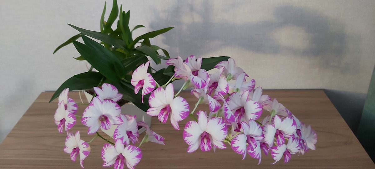 Дендрофалинопсис Enobi Purple,,Splash,,