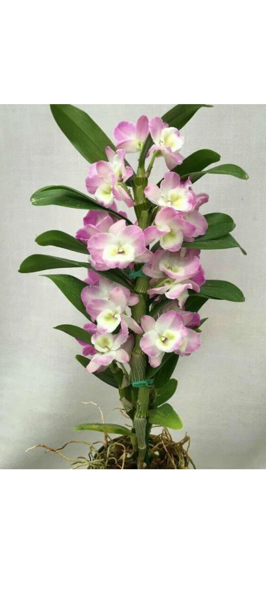 Дендробиум не фалинопсис. 