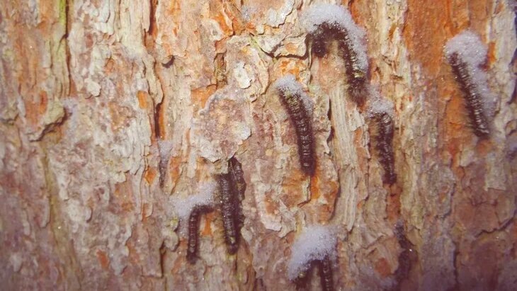 Гусеницы на деревьях зимой