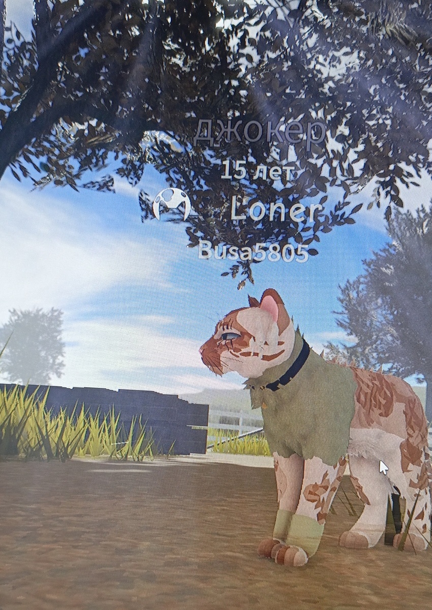 Скоро выйдет ролик о том как я готовлю своего кота воителя к нг 🎄 ждите 😁😁😁