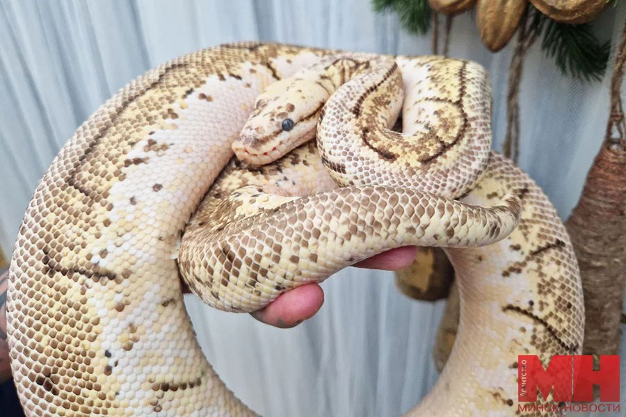    Фото: Минск-Новости