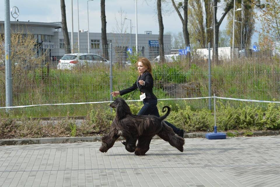 Ополе CACIB. Тянем ножку