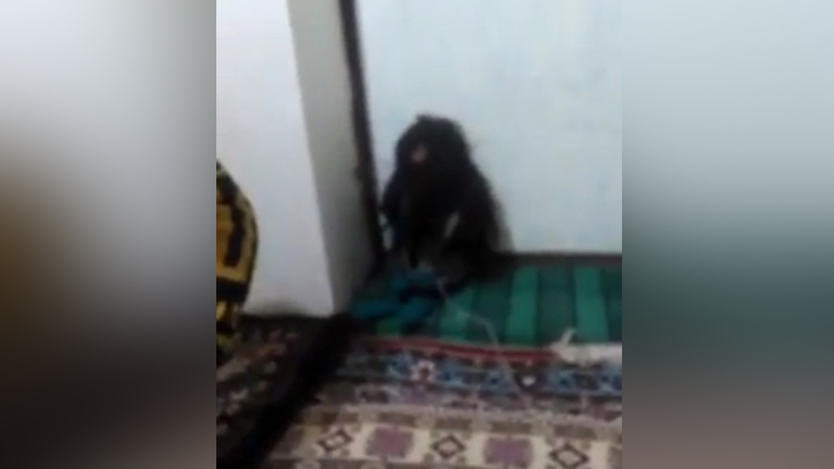 Изображение из открытых источников Яндекс