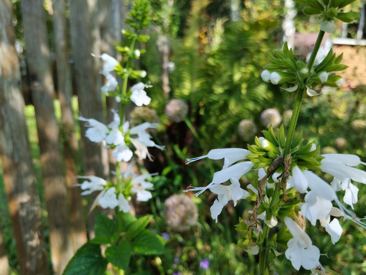 Котовник полусидячий Белая Пантера 