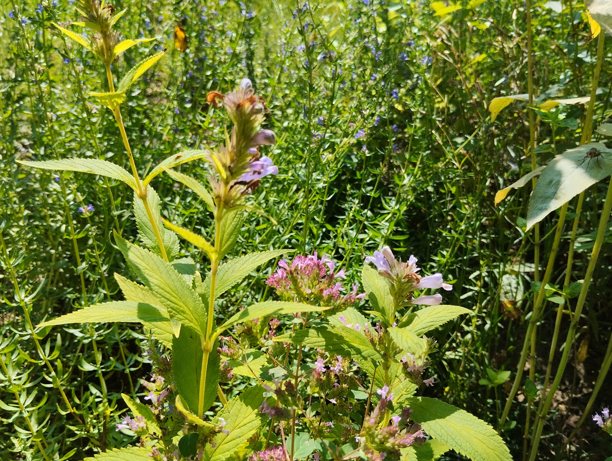 Котовник полусидячий Розовая Пантера