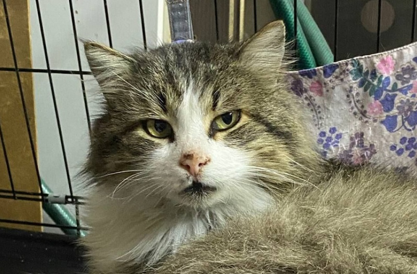 Фото приюта "Кошкин дом"

