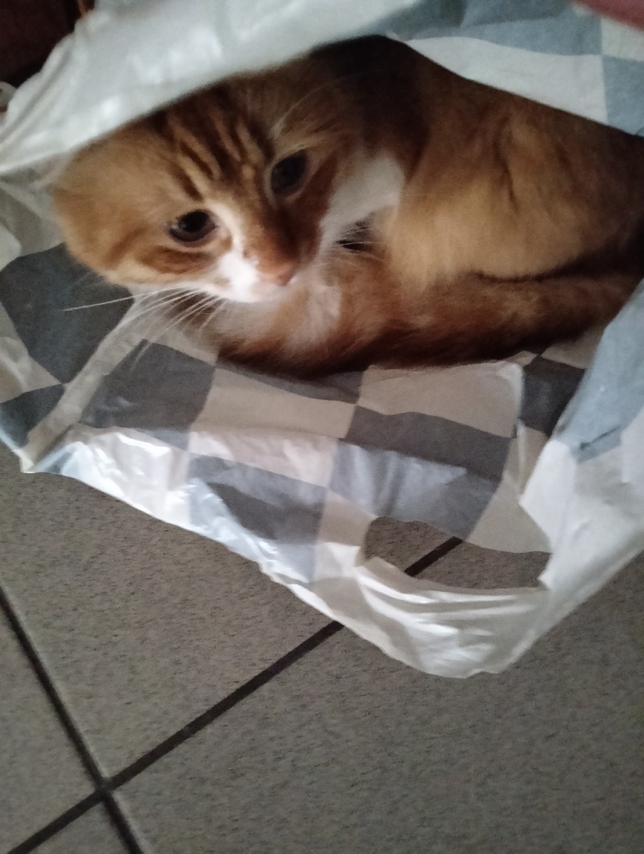 Любитель пакетов и коробок. Караулит товарища для игр. Фото автора