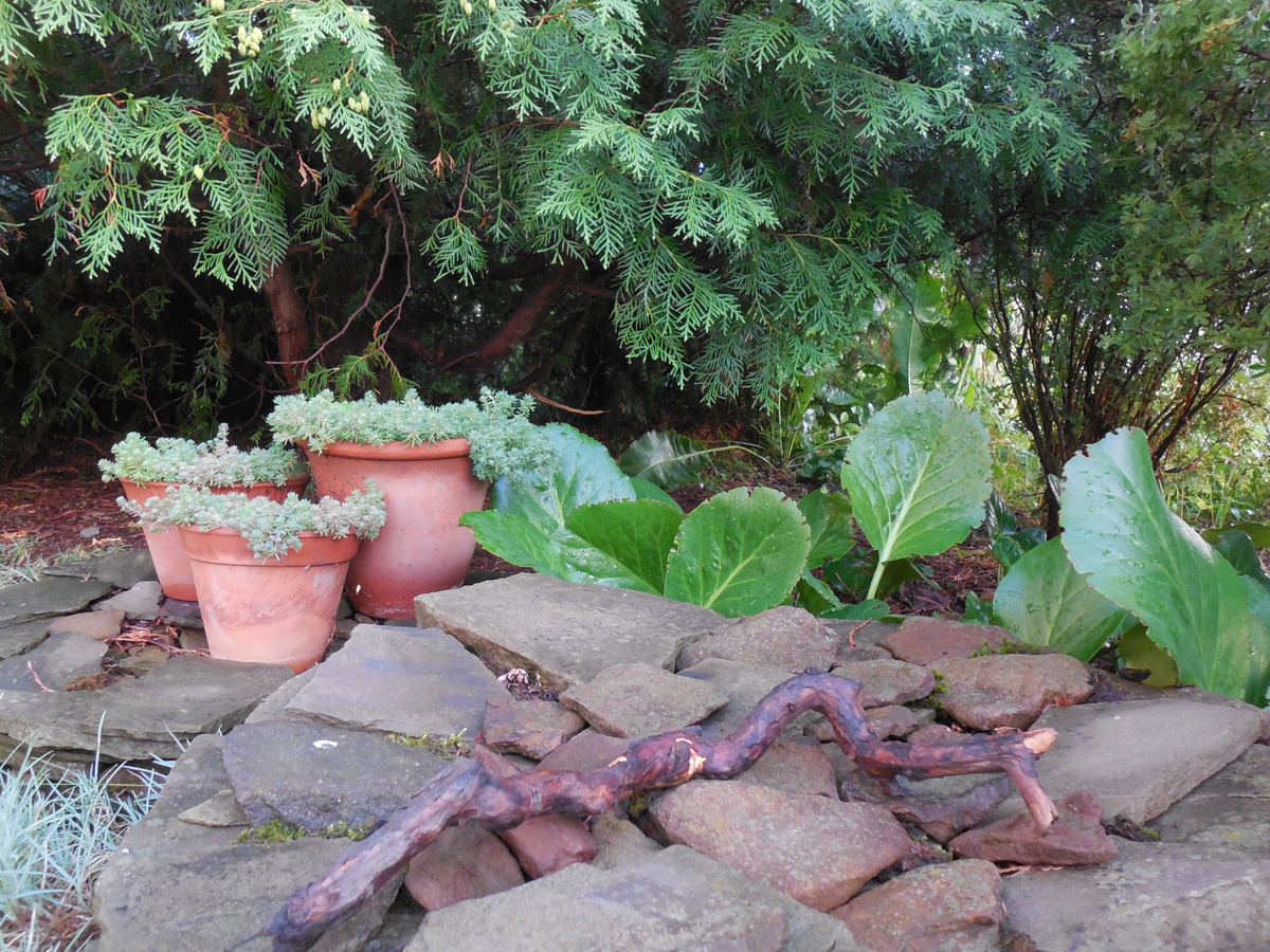 Тут ещё вся троица целёхонька. А на следующую весну целым остался всего один горшок