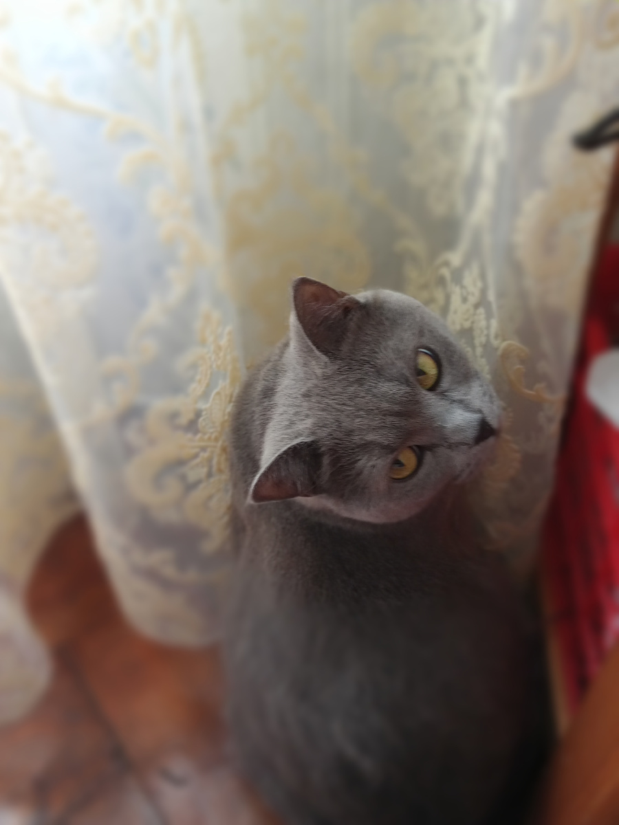 Шане 3 года.