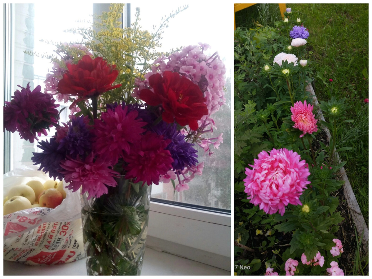 Астры. Фото автора