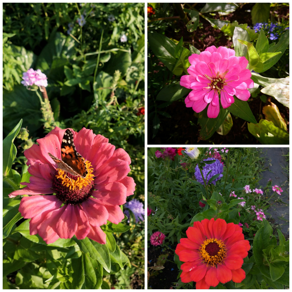 Цинии. Фото автора