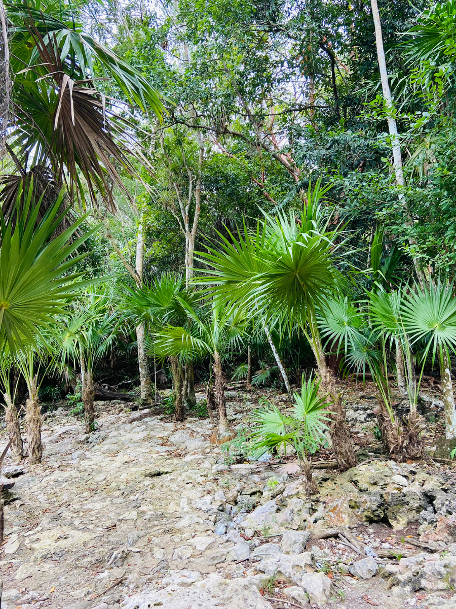 Типичная Кубинская обочина 