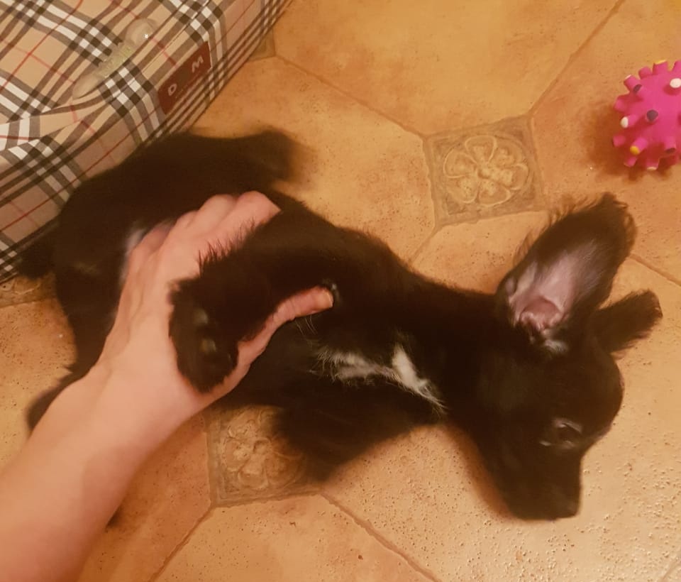 Тут Тиме три месяца 