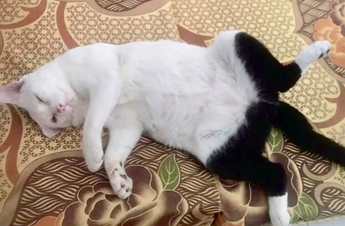 Вы думаете это один и тот же кот? Вы ошибаетесь, там был мой братишка! Наша мама очень заботится о нас, как видите. Боится что, простудимся, и сшила нам штанишки