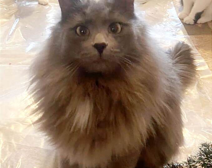 Трусишка Филя очень хочет стать домашним.