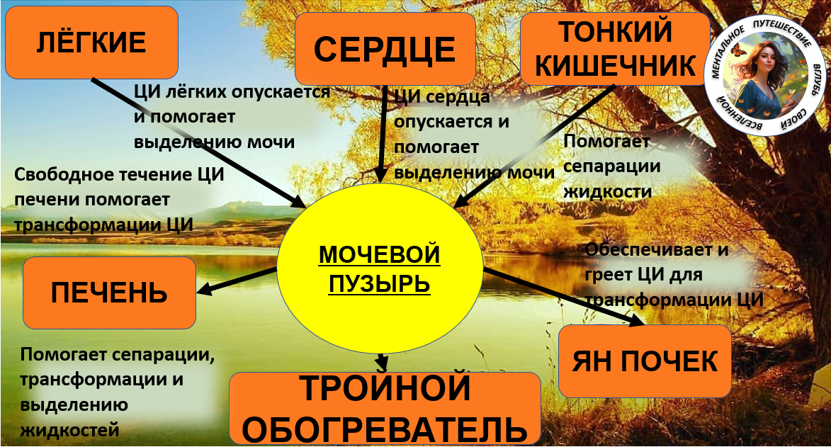 Те органы, которые участвуют в мочеиспускании