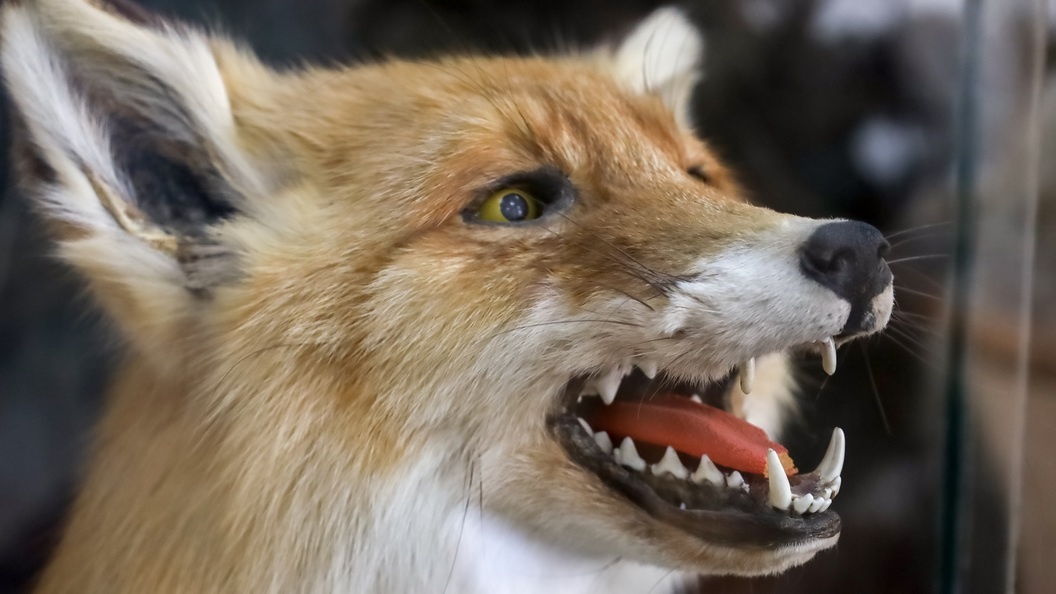    Elena Mayorova/Global Look Press