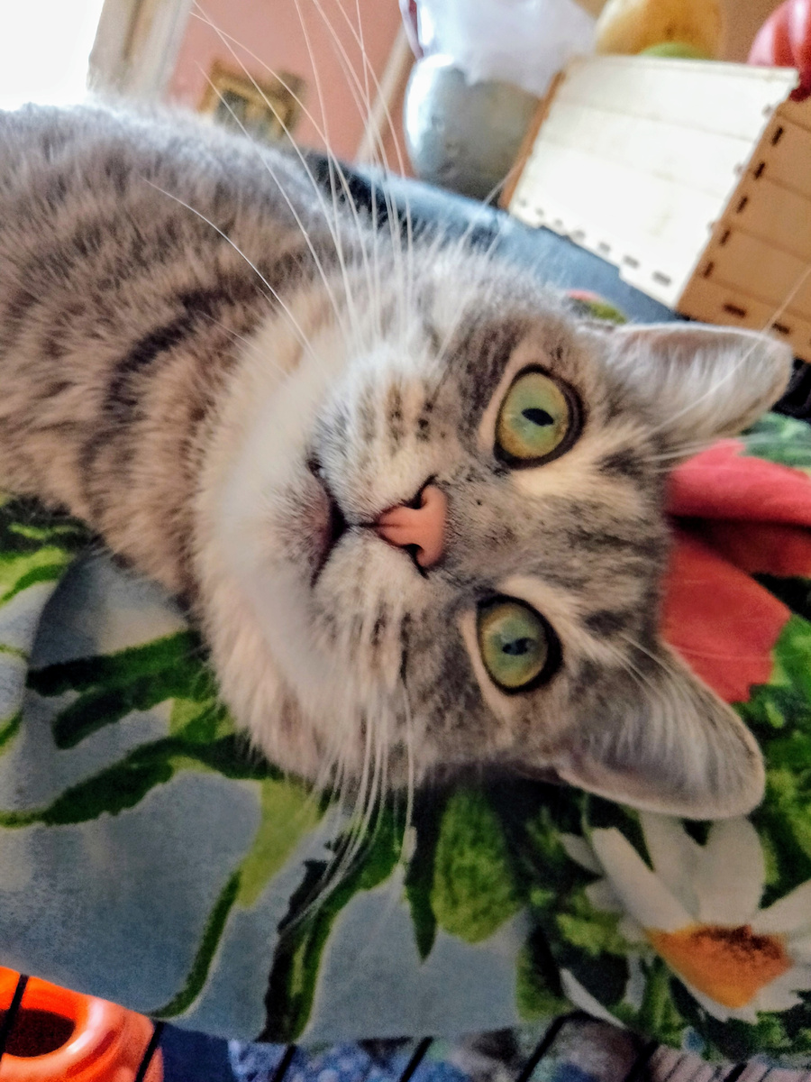 У неё, как у всех скоттишей, лицо ребëнка