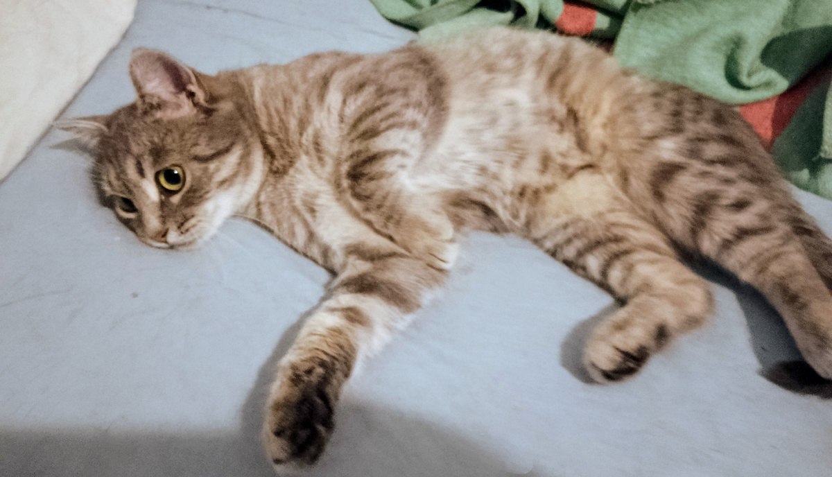 Прекрасная Милашка пришла поваляцца на хозяйскую кровать