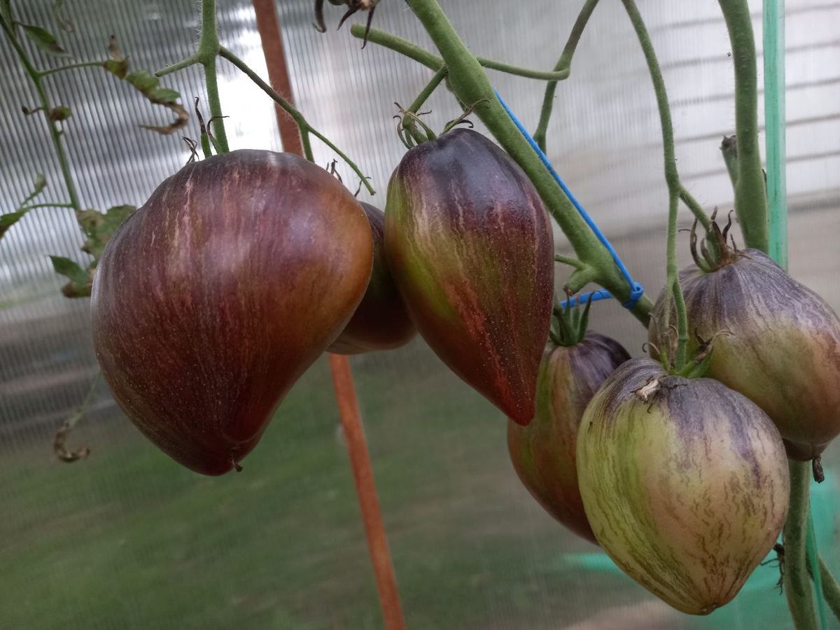 Фото автора. Лето 2024 года.