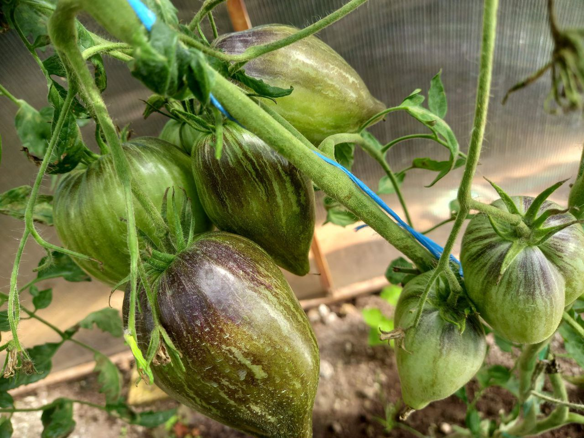 Фото автора. Лето 2024 года.