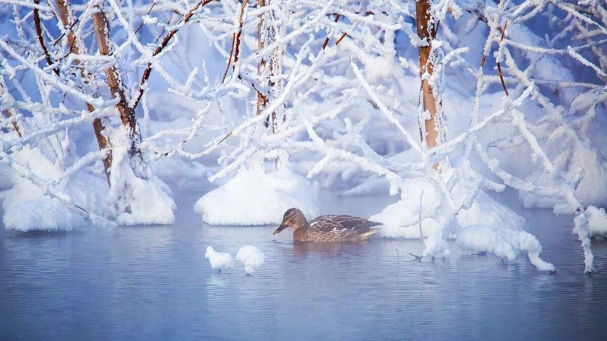 14 декабря в народном календаре отмечается Наумов день. Источник: img.goodfon.ru