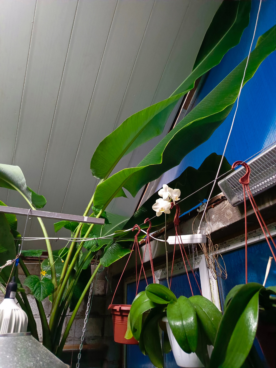 Вот он бананчик-великан  19 марта 2024 года.