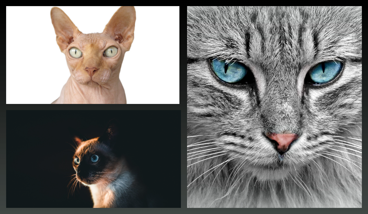 Кошки породы Сфинкс и Сиамская кошка/pixabay.com