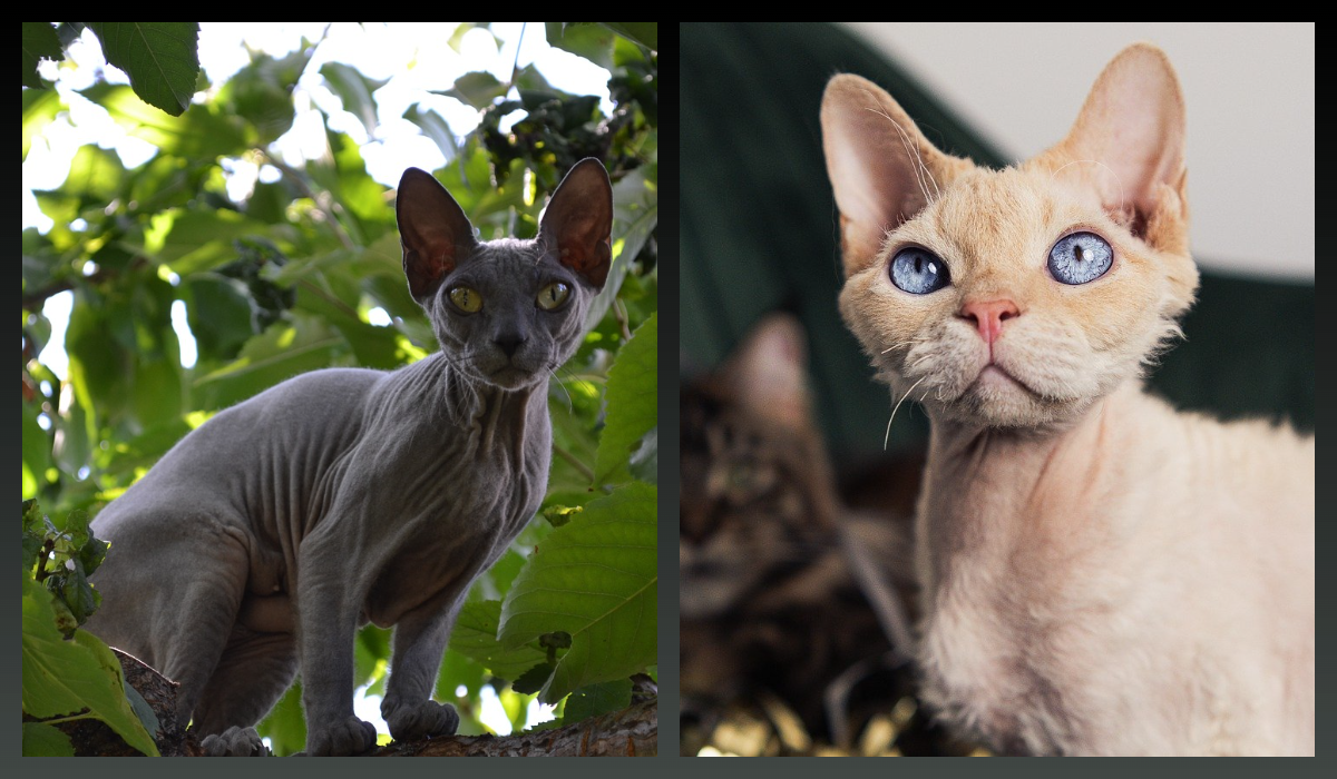 Кошки породы Сфинкс/pixabay.com