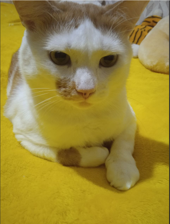 Кузинатра готов ко сну.