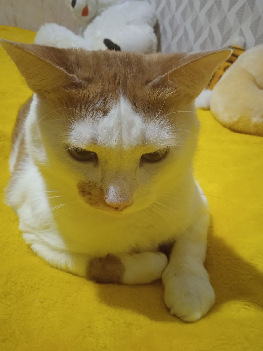 Кузинатру разбудили.