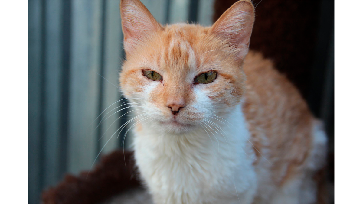    Кошку Гуашь спасли с улицы