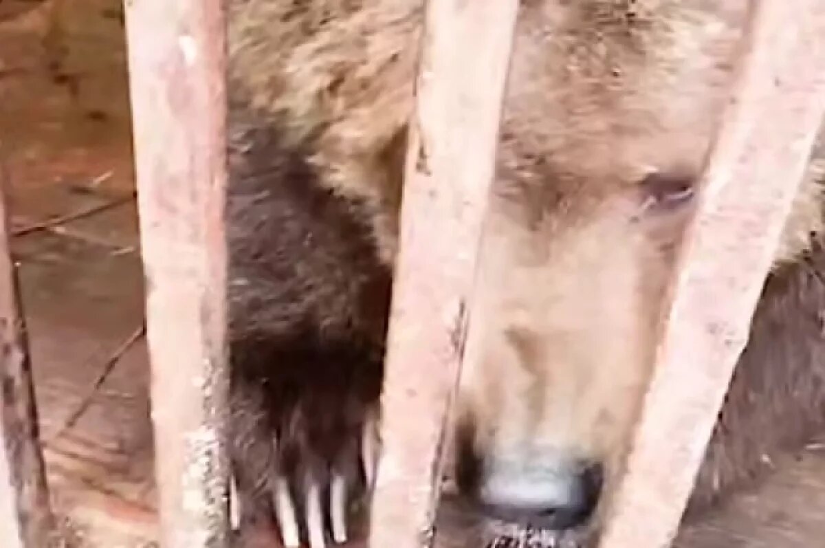    Парк «Земля Прайда» не отказался от камчатского медвежонка из-за переезда