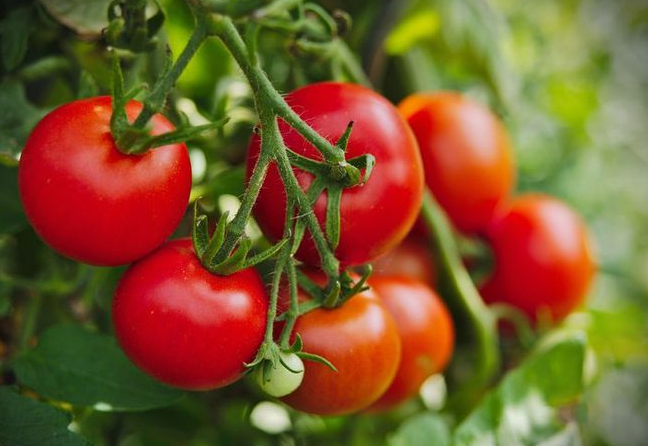 Красивые томаты