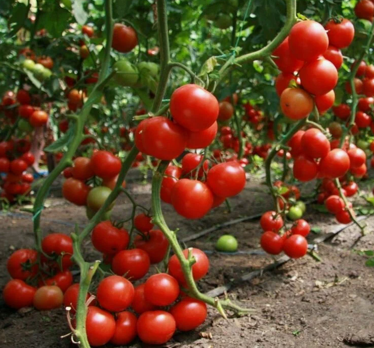 Много помидоров