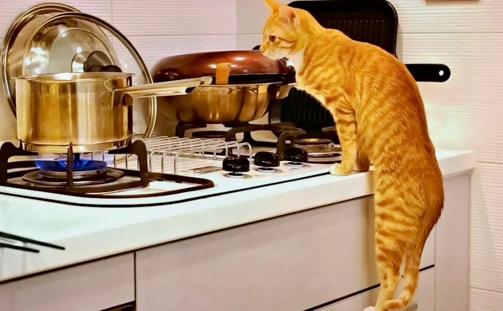 Так-так, Надеюсь Наташка не поймет, что омлет без молока. Ну, не удержался я... ->->-> 