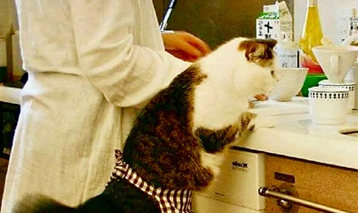 Ну раз встала, помоги мне сделать сырники!